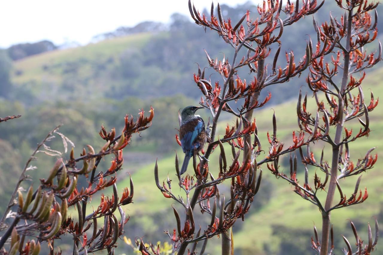 Kaka Ridge Retreat Luxury Cottage Tawharanui Exteriör bild